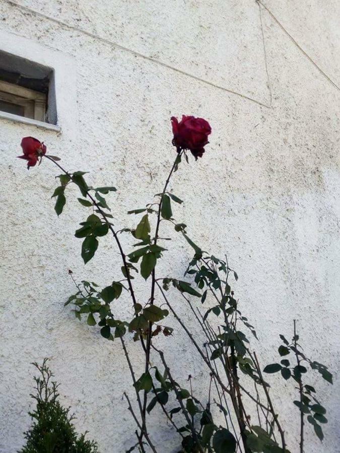 Guest House Sakis. Όρμα Εξωτερικό φωτογραφία